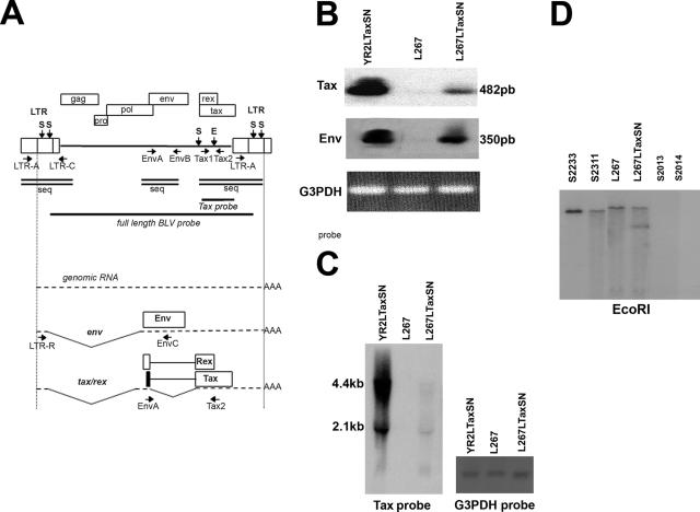 FIG. 1.