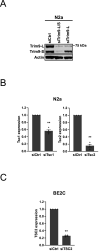 Figure 2—figure supplement 1.