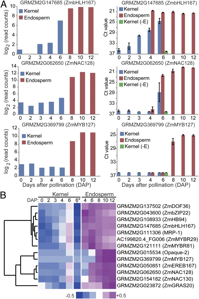 Temporal patterns of gene expression in developing maize endosperm ...