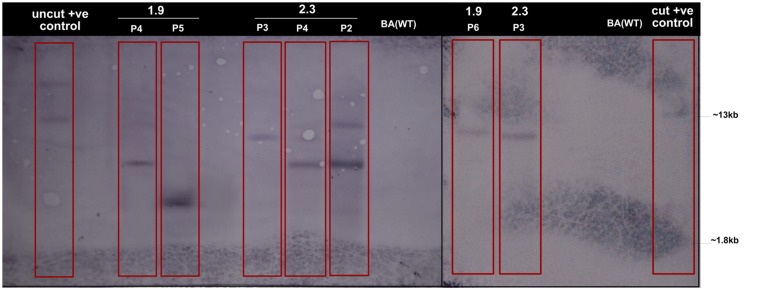 FIGURE 3