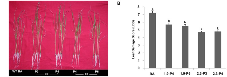 FIGURE 7