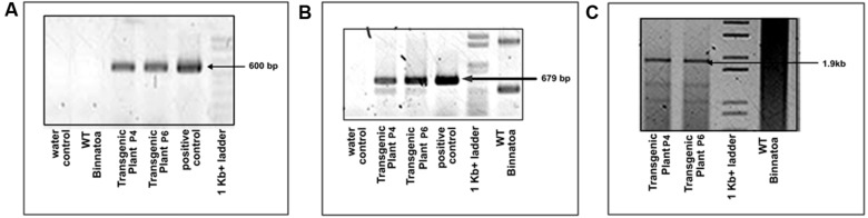 FIGURE 1