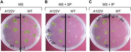 Figure 5.