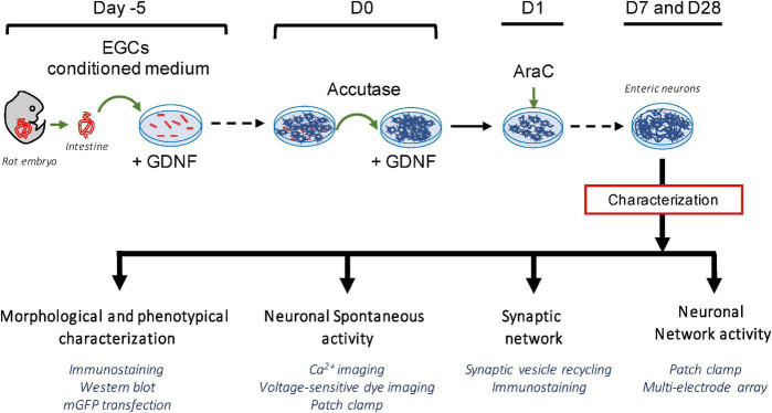 FIGURE 1