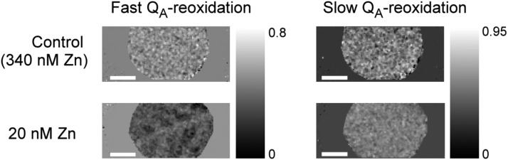 Figure 11.