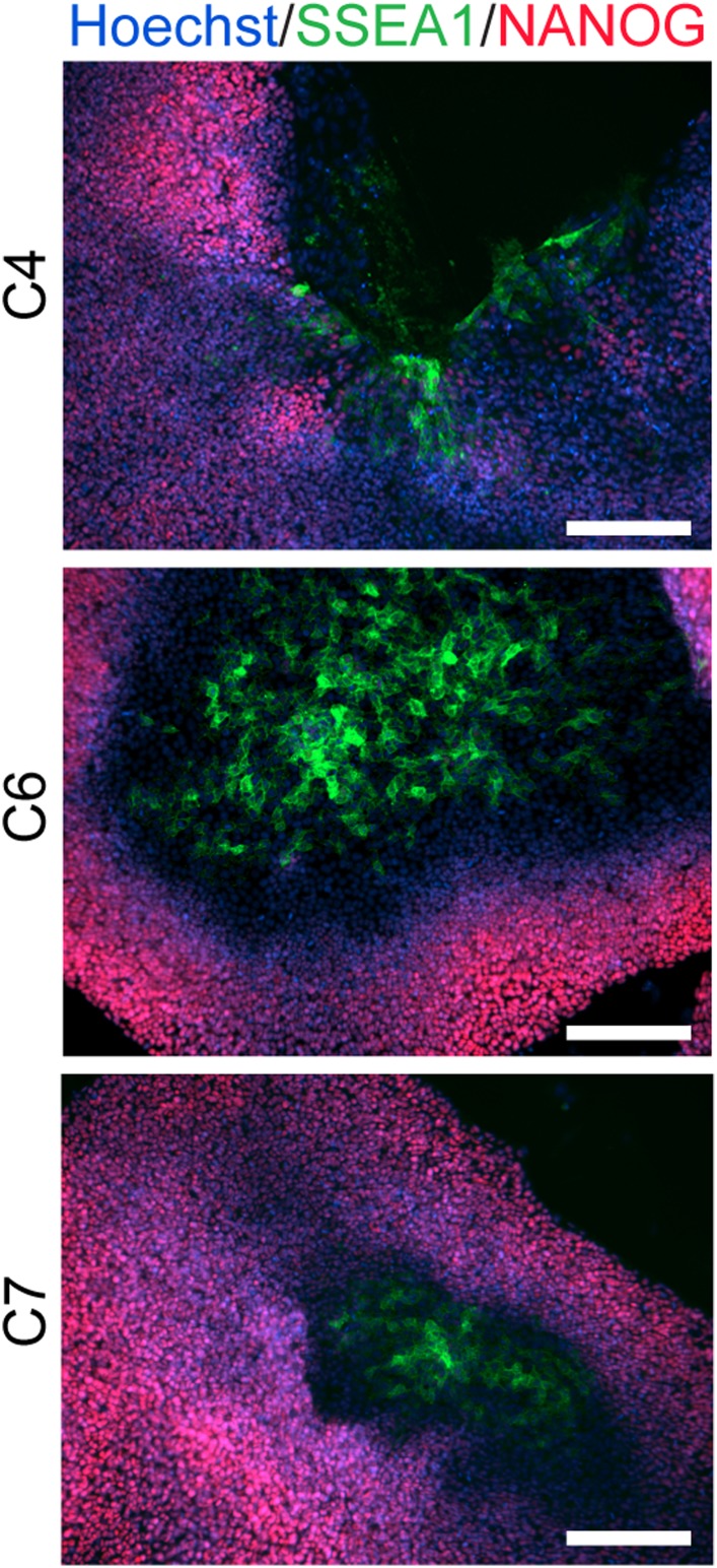 Figure 1—figure supplement 3.