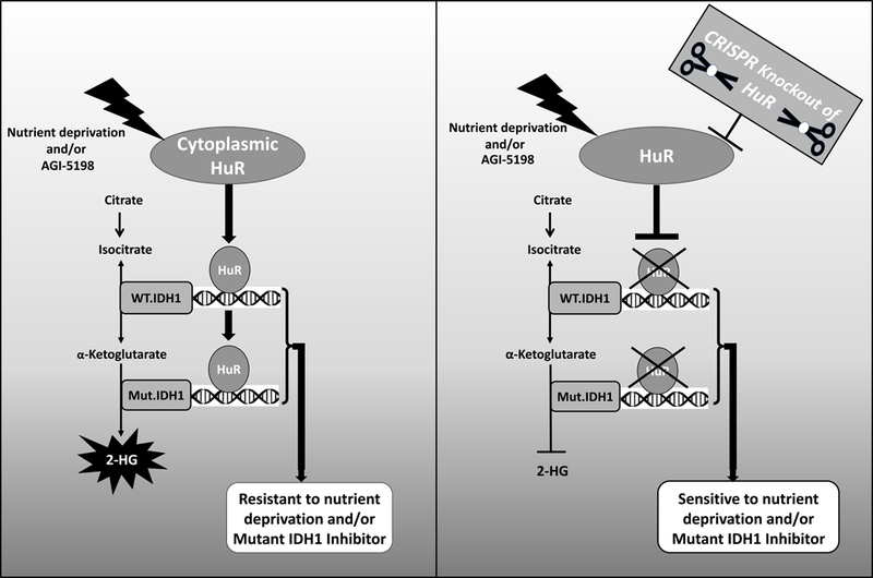 Figure 7: