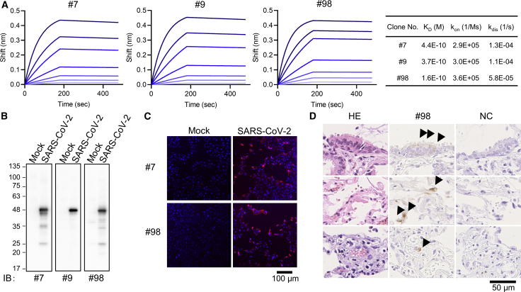 Figure 2