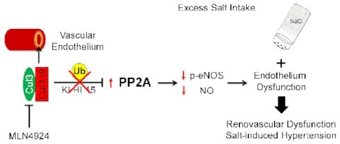 Graphical Abstract