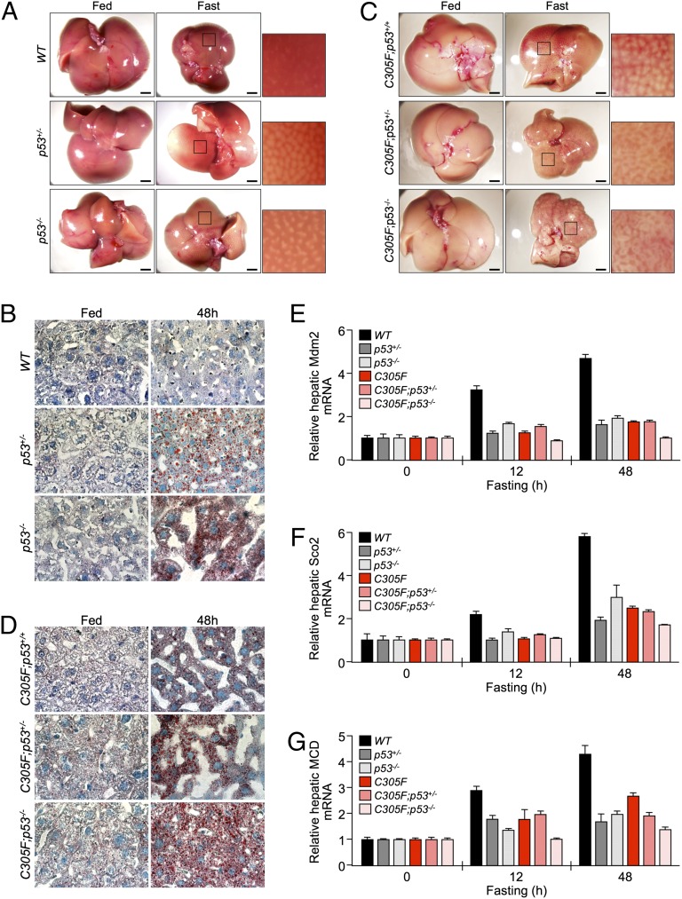 Fig. 7.