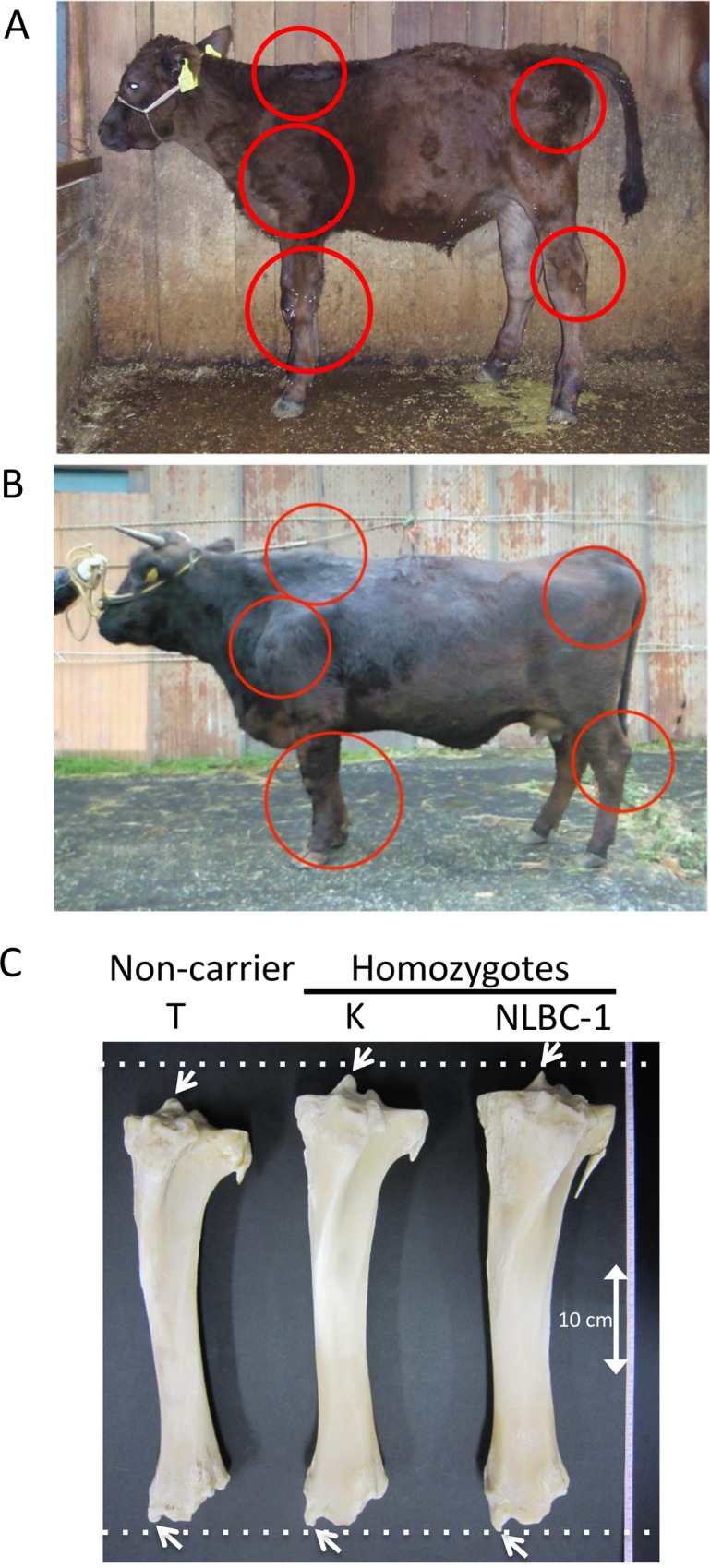 Fig 3