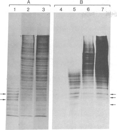 graphic file with name pnas00012-0197-a.jpg