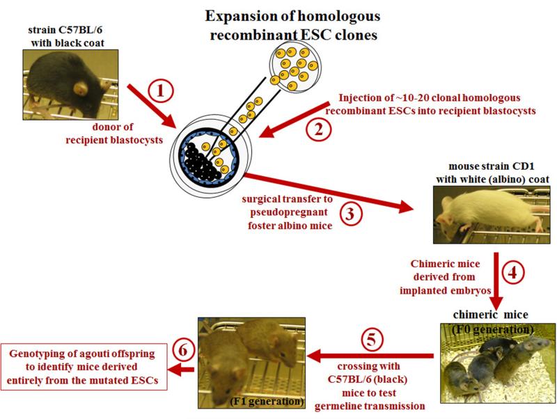 Figure 1B