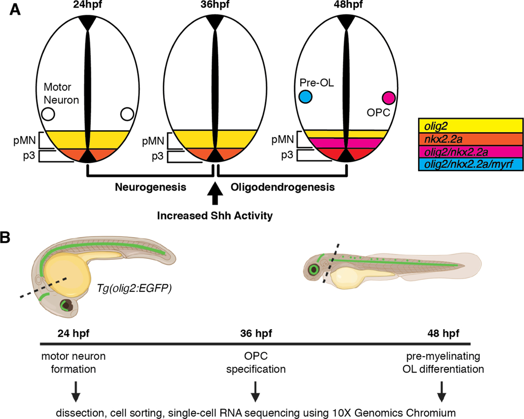 Fig 1.