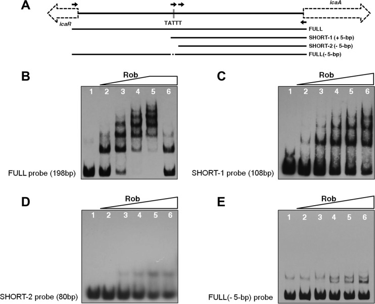 FIG 8 