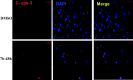 Figure 12.