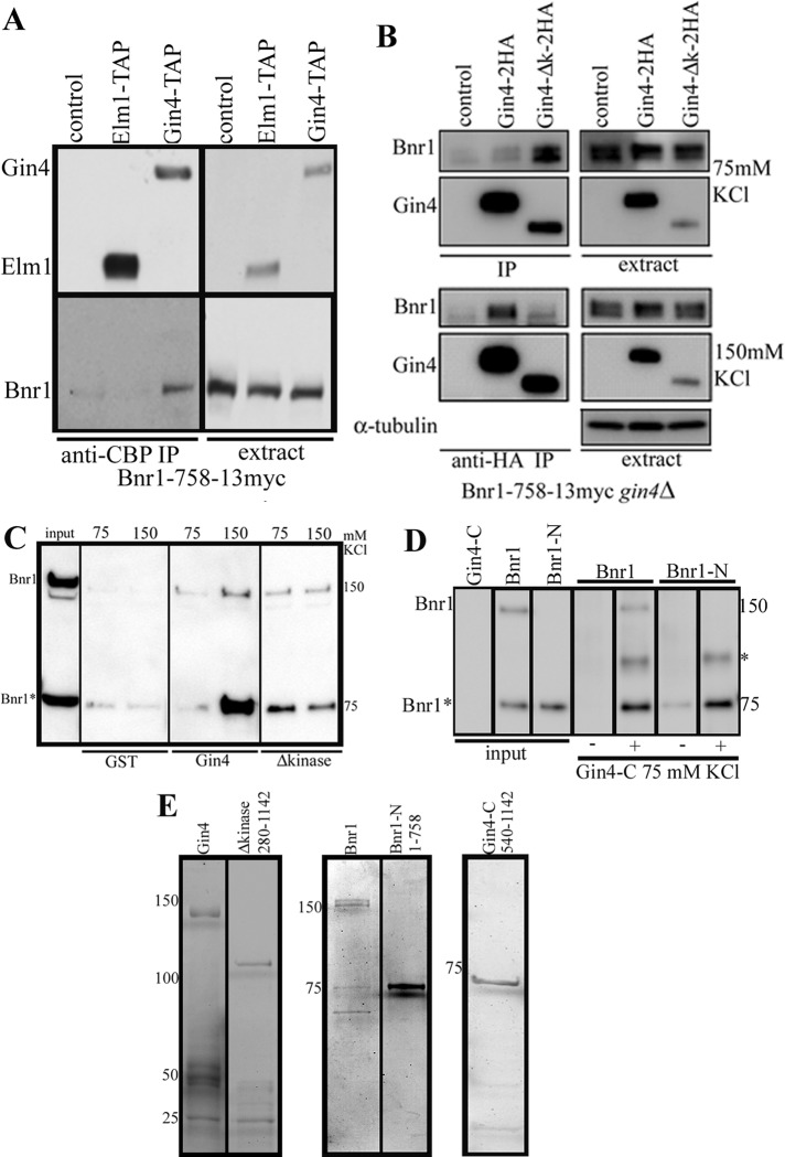 FIGURE 5: