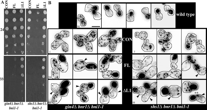 FIGURE 6: