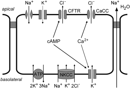 Fig. 1.