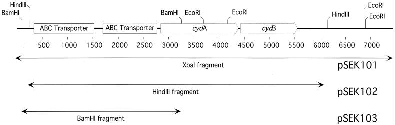 FIG. 1