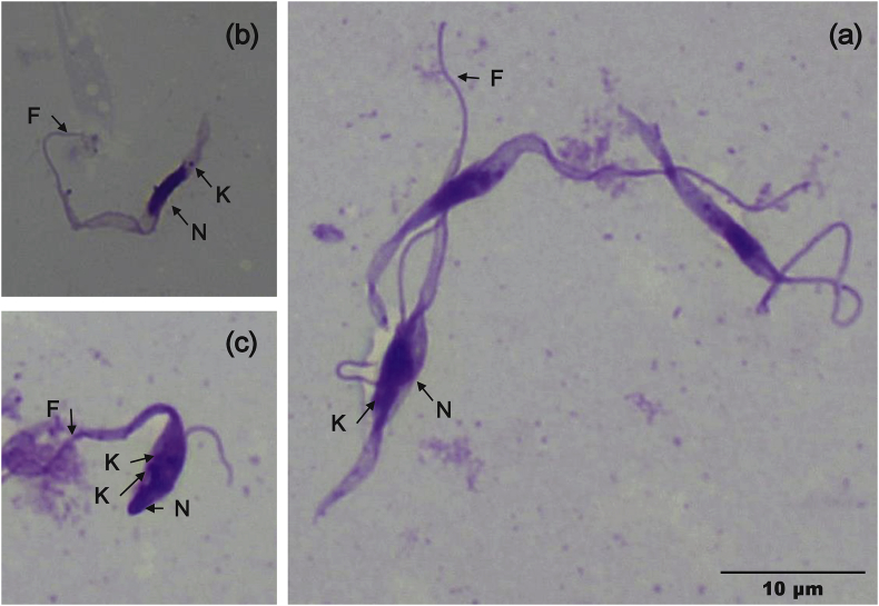 Fig. 1