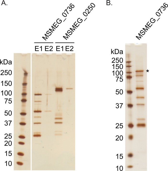 FIG 1