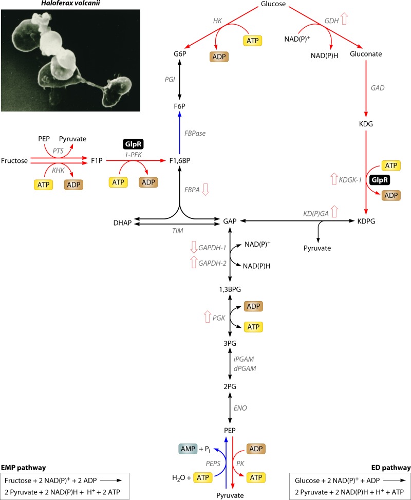 FIG 27