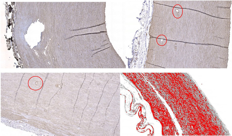 Fig. 7