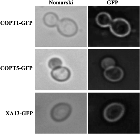 Figure 3.