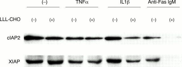 Figure 5  