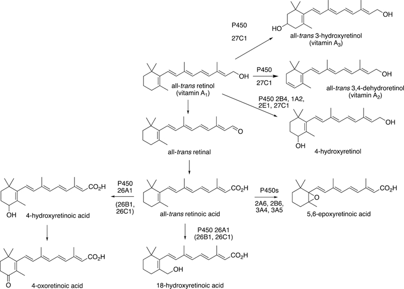 Fig. 21.