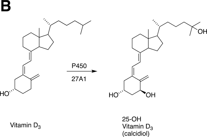 Fig. 14.