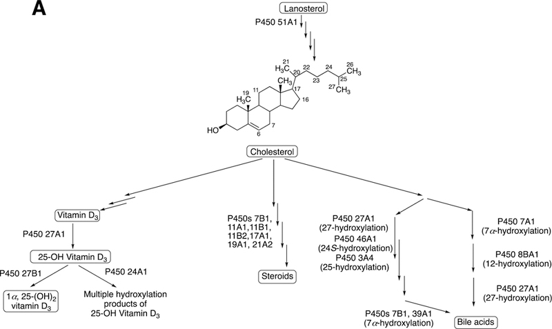 Fig. 4A.