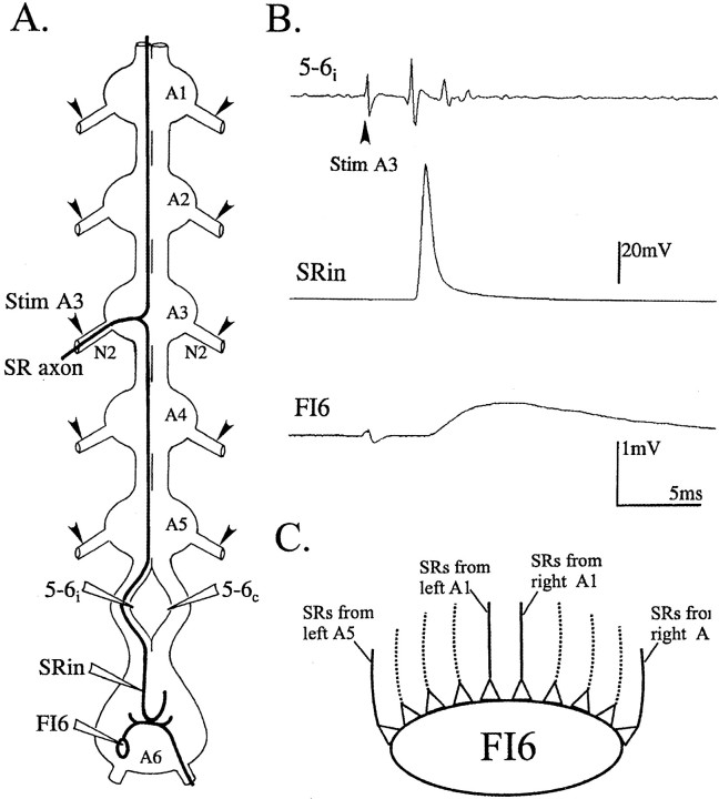 Fig. 1.