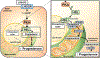 Figure 10: