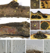 Fig. 24