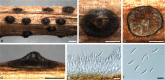 Fig. 23