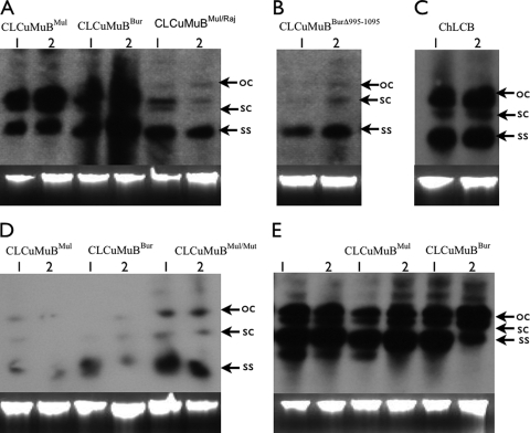 FIG. 2.