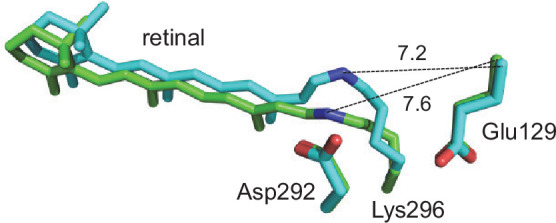 Figure 5—figure supplement 1.