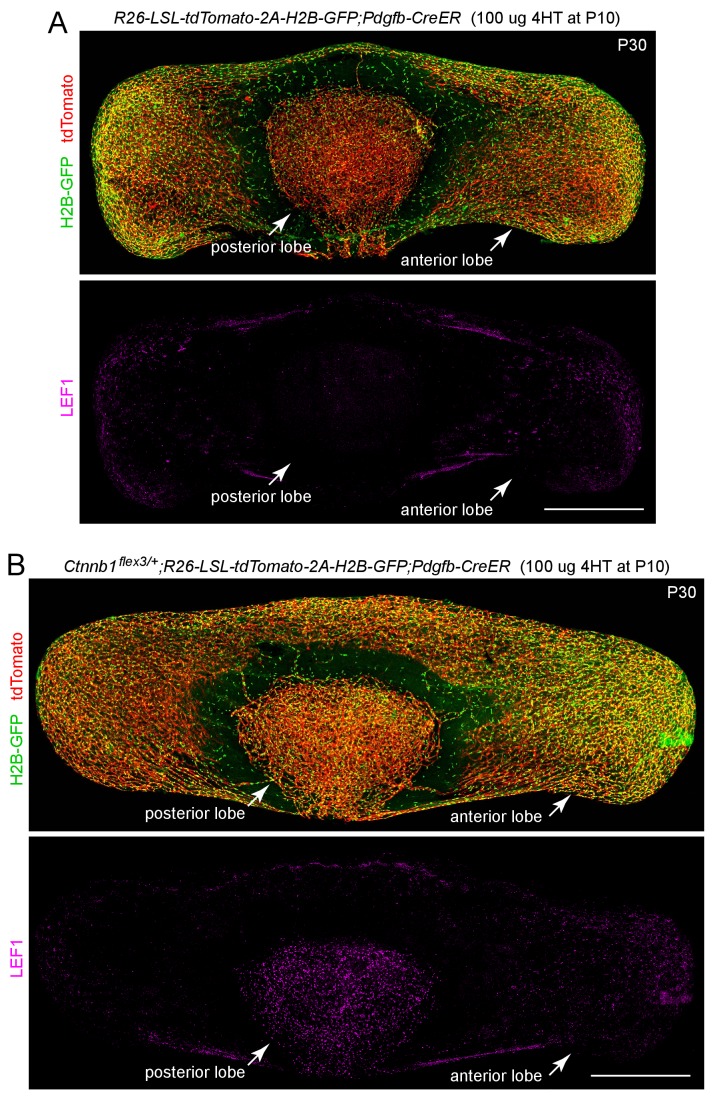 Figure 3—figure supplement 3.