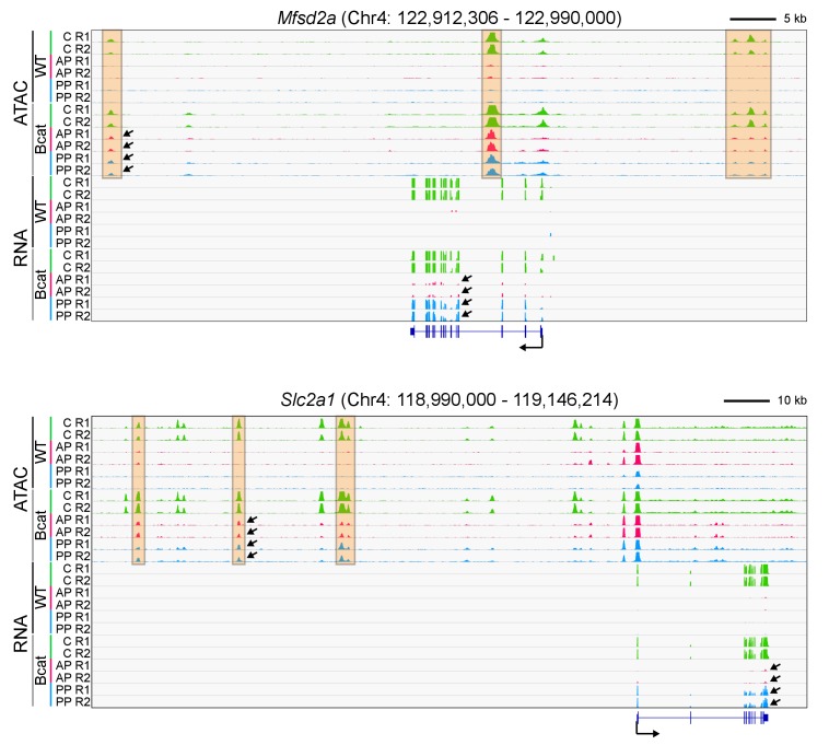 Figure 6—figure supplement 1.