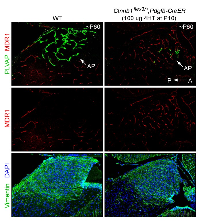 Figure 2—figure supplement 1.