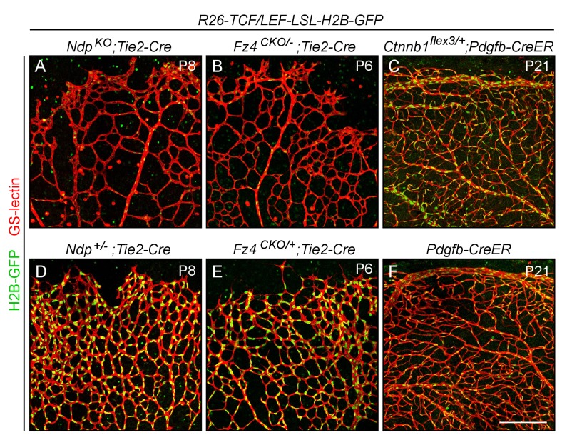 Figure 2—figure supplement 4.