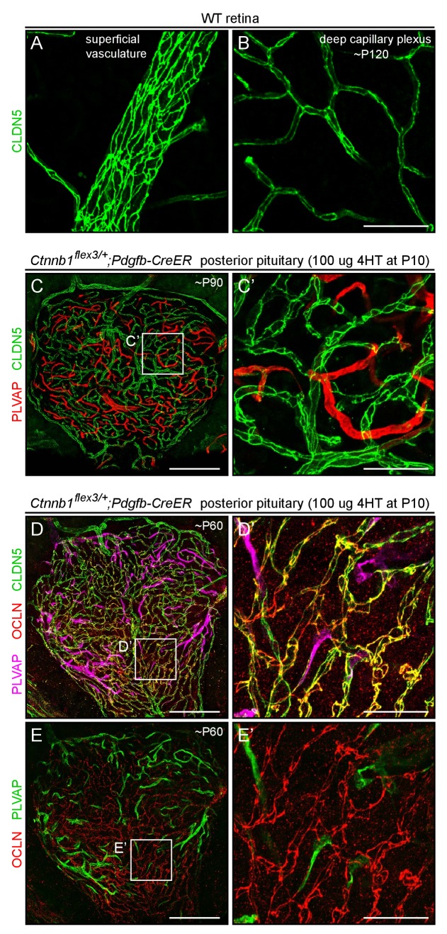 Figure 3—figure supplement 1.