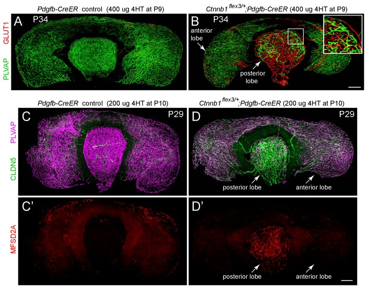 Figure 3—figure supplement 2.