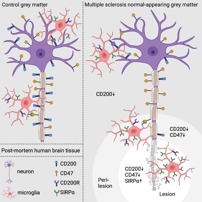 Graphical Abstract