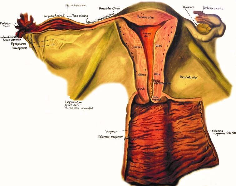 Fig. 1