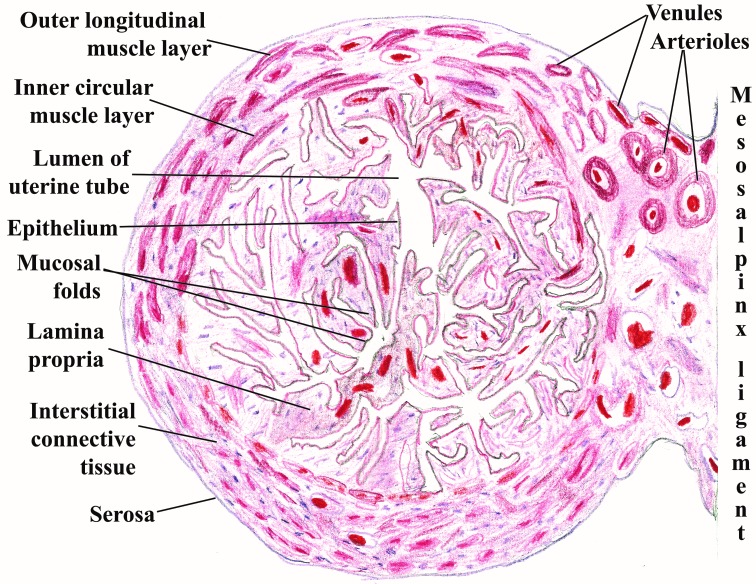 Fig. 2