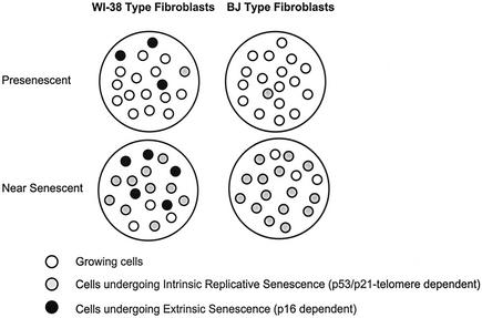 FIG. 9.