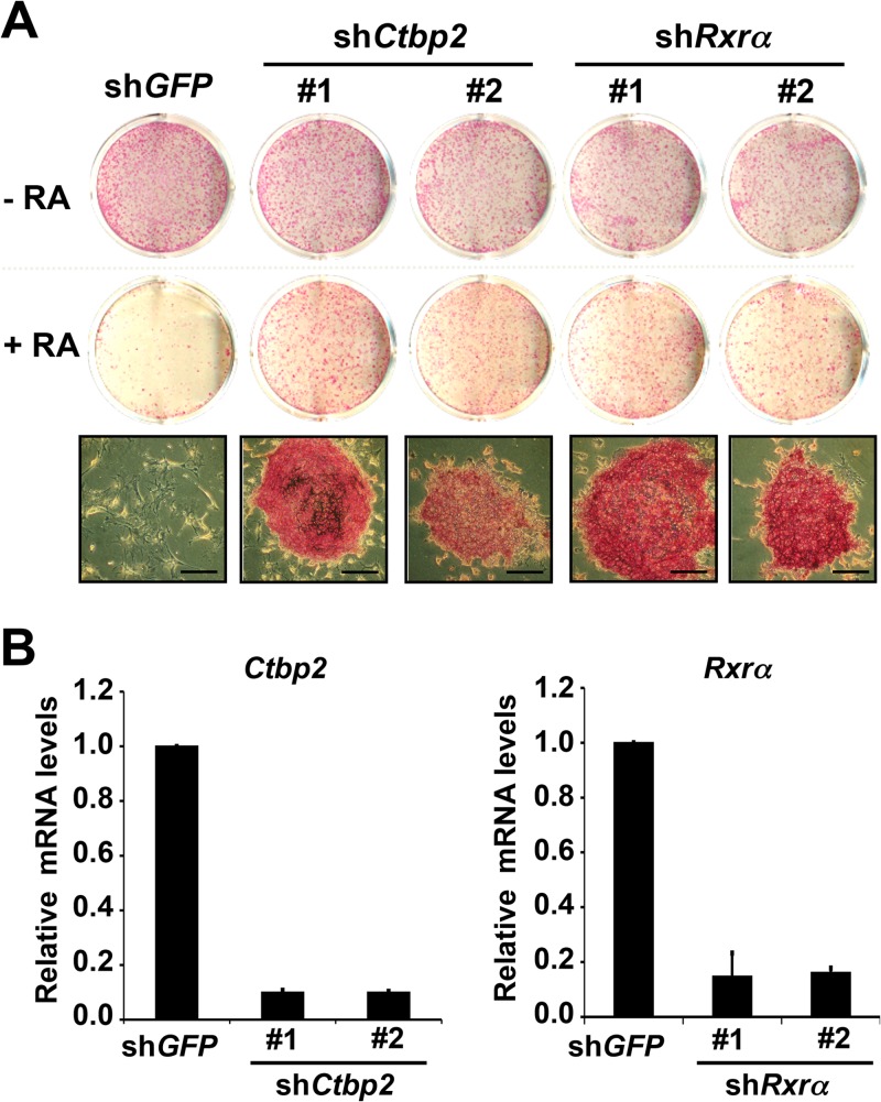 Fig 2